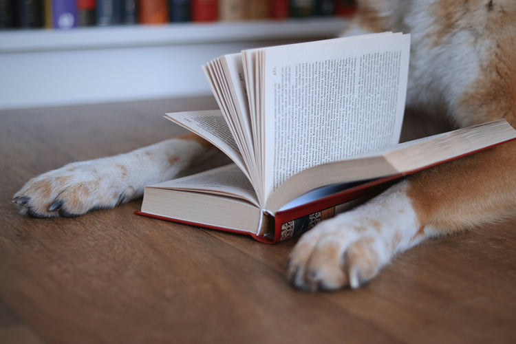 Animal lovers - The Dreamer's Bookshop.