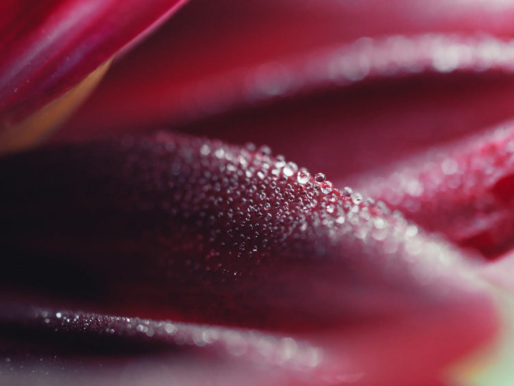 Erotic Romance