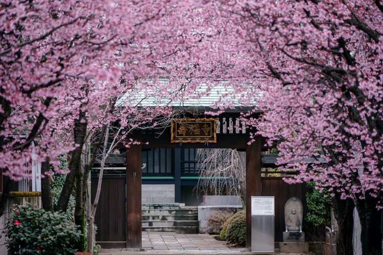 Indie Authors from Asia