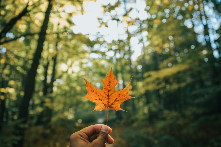 Local Indie Authors – Canada